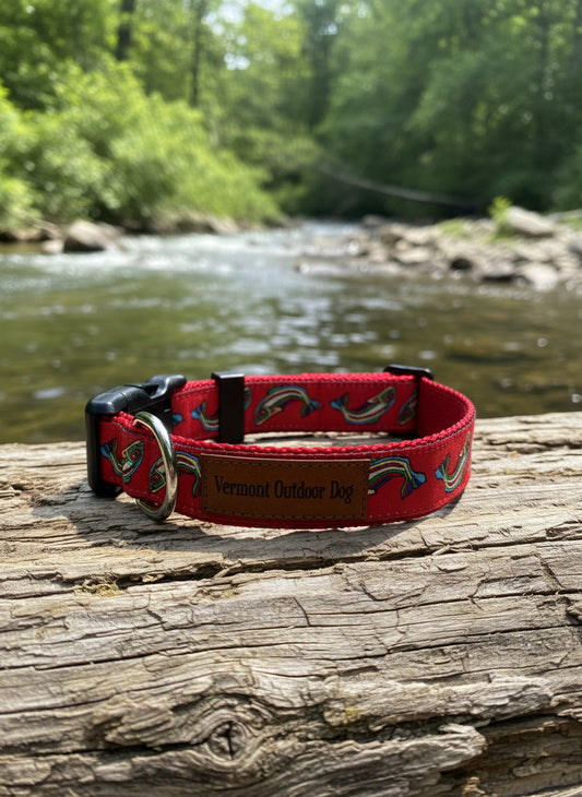 Dog Collar S Adjustable 12-16"